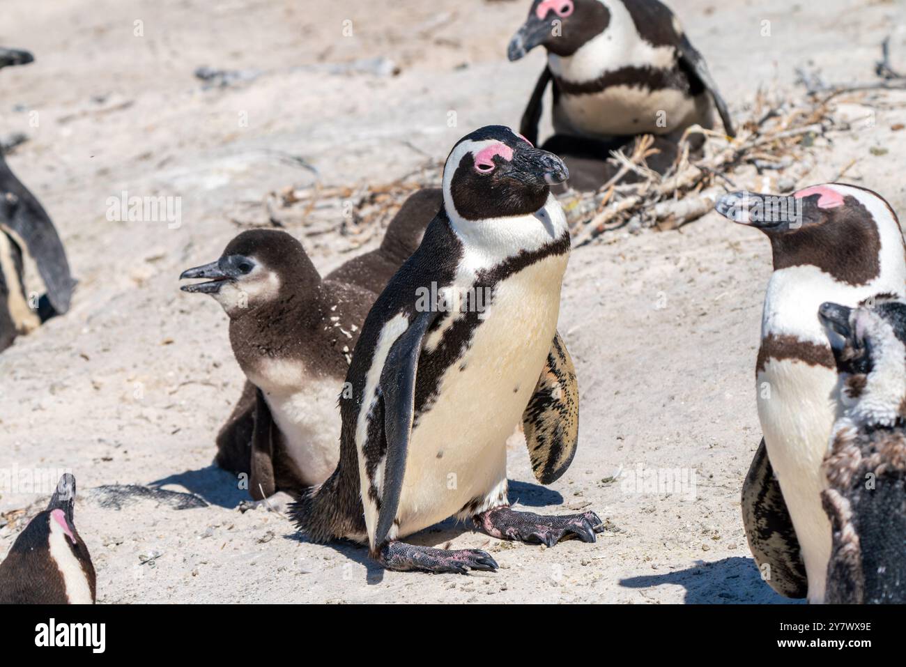 Afrikanischer Pinguin schützt die Küken im Nest in der Kolonie Boulders Beach bei Simons Town, Südafrika Stockfoto