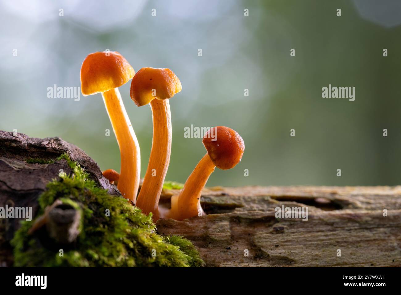 Hintergrundbeleuchtetes Bild von drei winzigen Pilzen, die auf Baumstamm wachsen – Brevard, North Carolina, USA Stockfoto