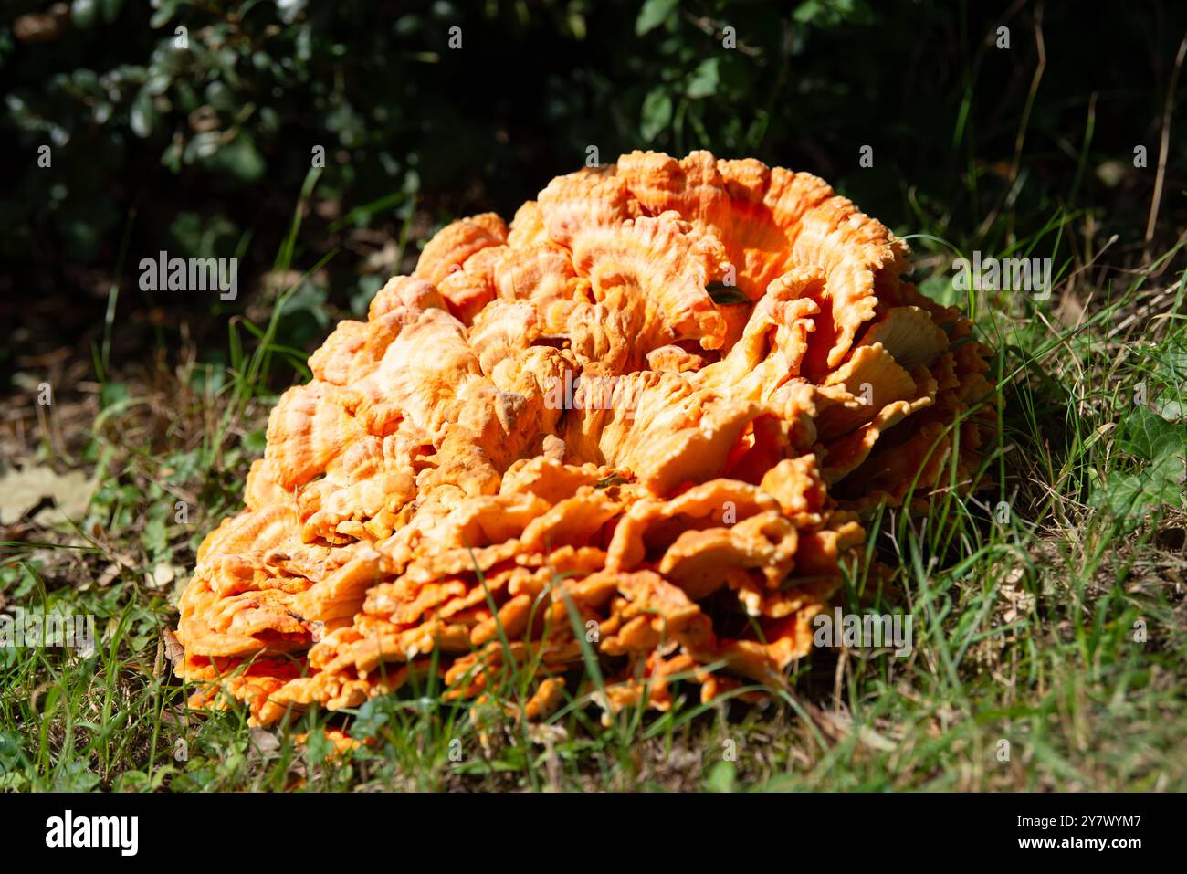 Großer gemeiner Schwefelporling-Pilz, der auf einer Wiese wächst, Laetiporus sulphureus, Klammerpilz Stockfoto