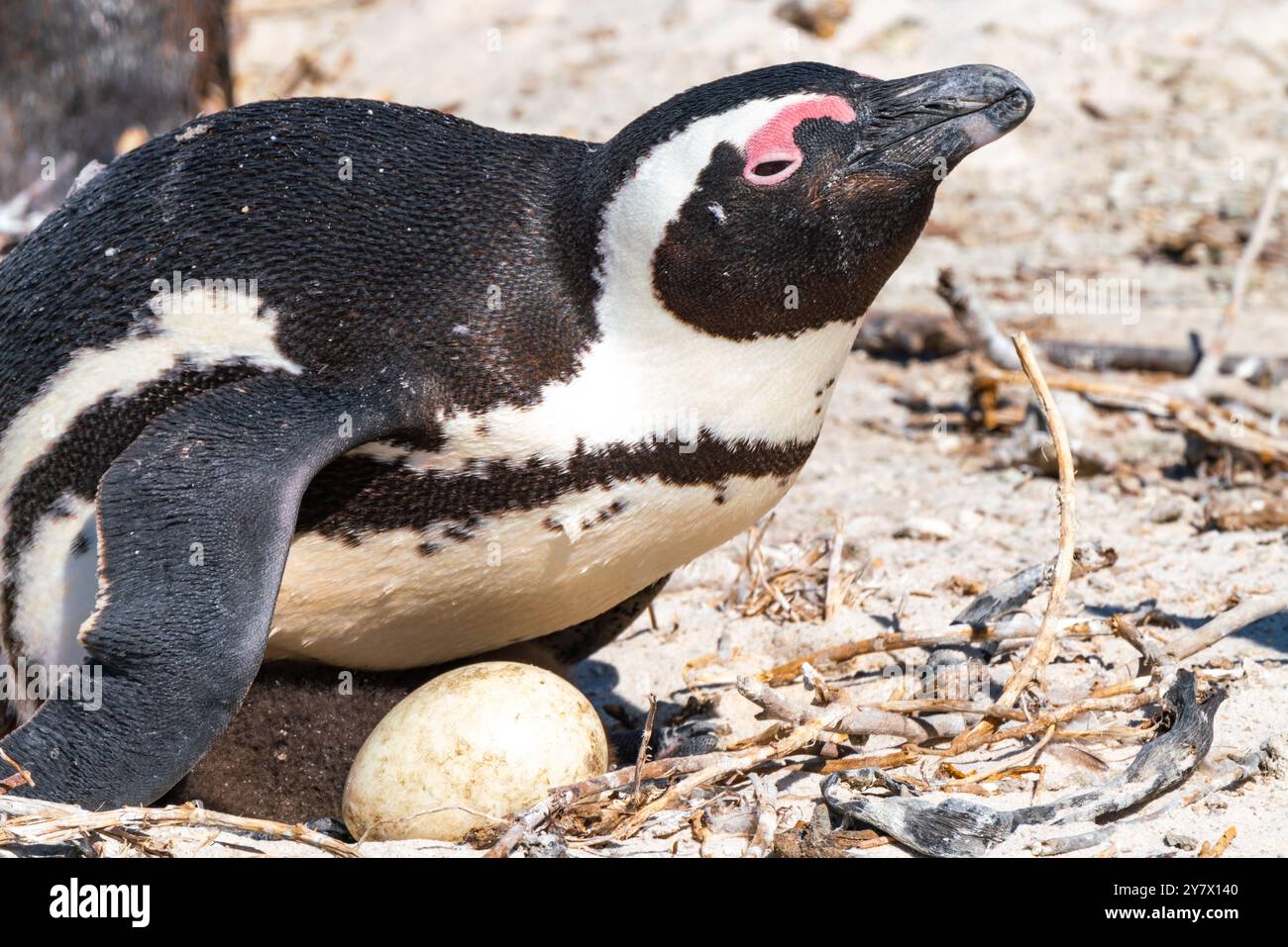Afrikanischer Pinguin schützt die Küken im Nest in der Kolonie Boulders Beach bei Simons Town, Südafrika Stockfoto