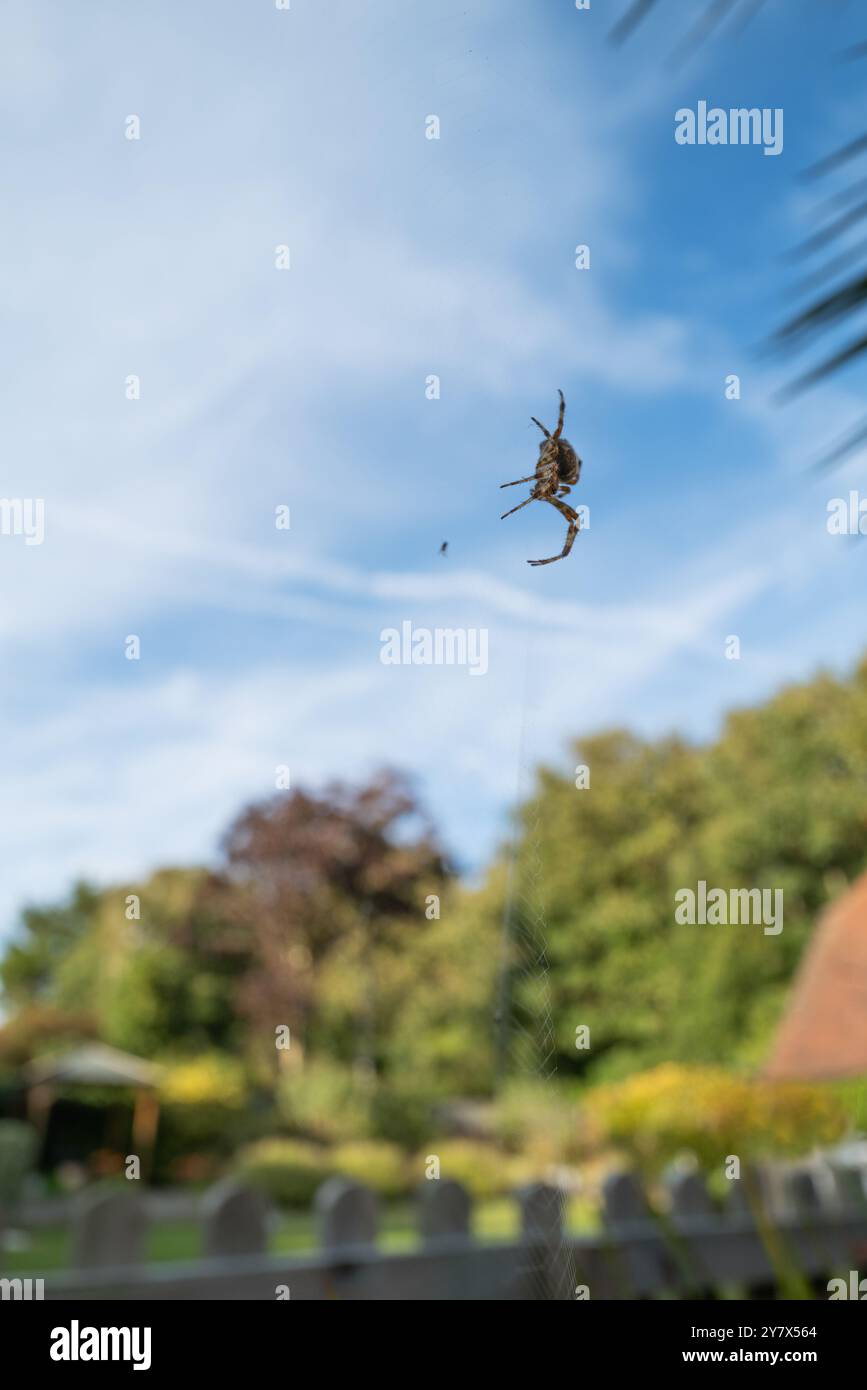 Konzentrieren Sie sich auf die Beine einer europäischen Gartenspinne in einem Netz in einem Garten in Kent, Großbritannien. Es gibt ein kleines Insekt im Web. Der blaue Himmel ist hinter dem Sp zu sehen Stockfoto