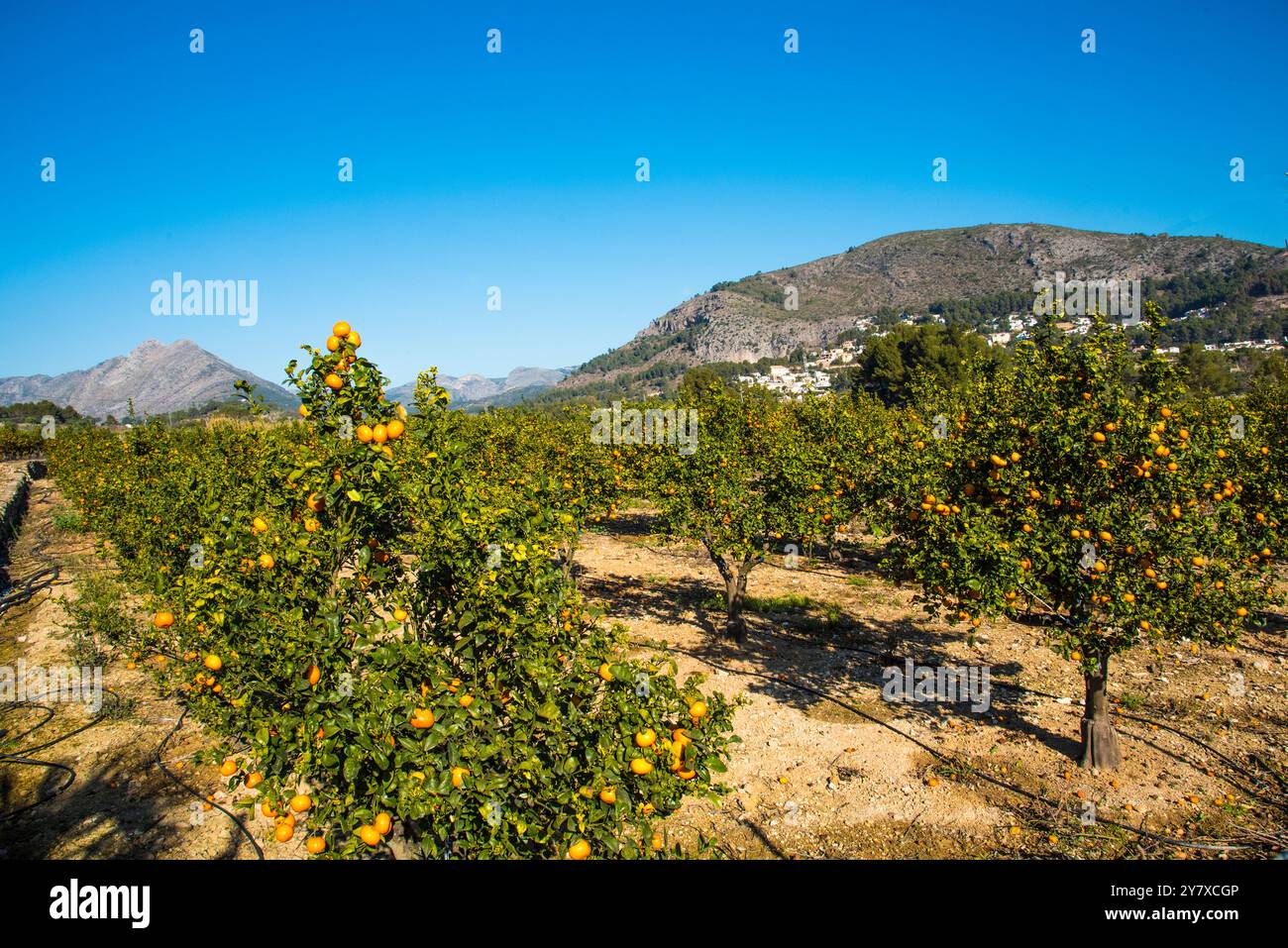 Orangenplantagen in der Provinz Valencia, den größten Anbaugebieten Spaniens Stockfoto