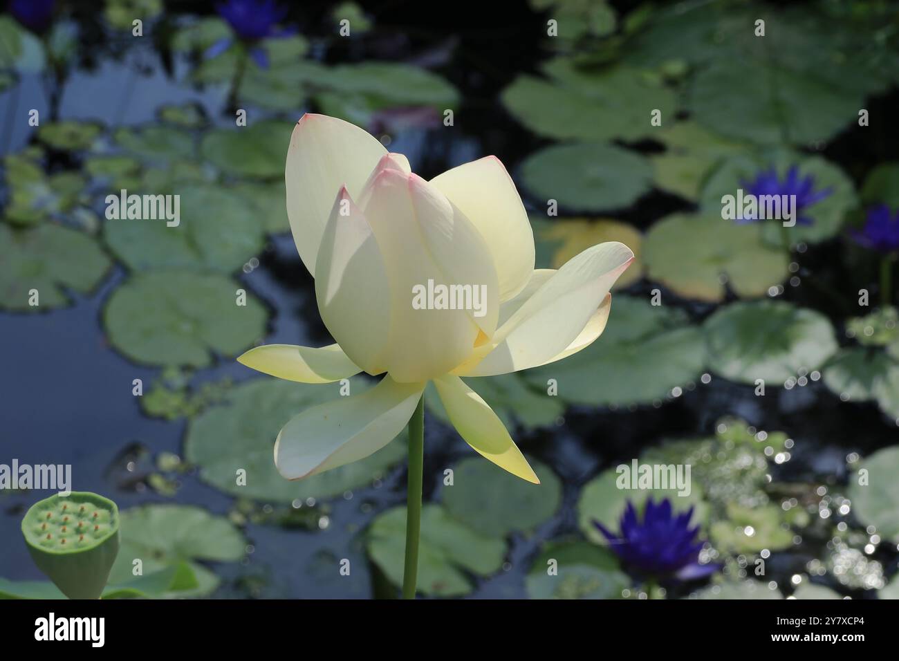 Wunderschöne Seerose umgeben von Lilienpads in einem Gartenteich Stockfoto