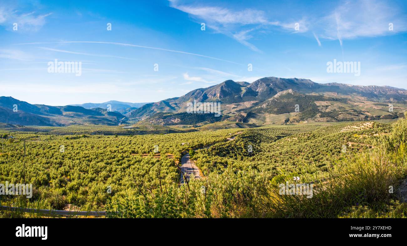 Olivenplantagen soweit das Auge reicht in der Olivenprovinz Jaen, Andalusien, Spanien Stockfoto