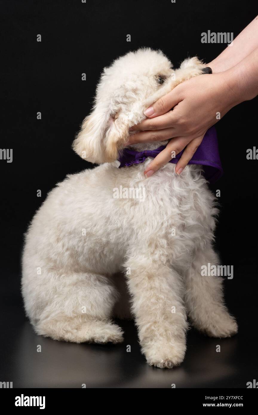 Umarmen Sie weißen Pudel Welpen Hund isoliert auf schwarzem Studio Hintergrund Stockfoto