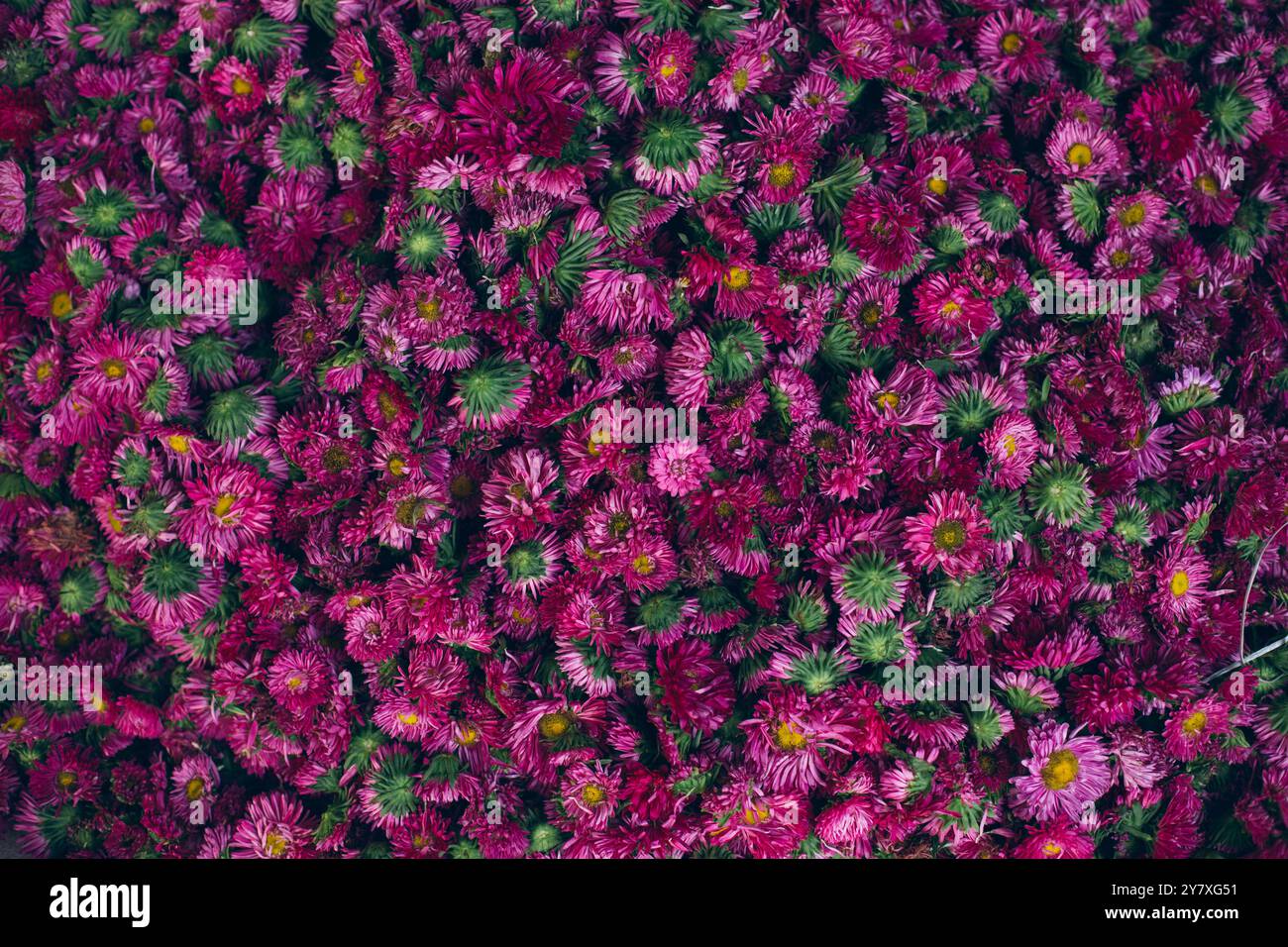 Pune, Indien, Blumen auf dem Blumenmarkt, lila Blumen, Chrysanthemen Stockfoto
