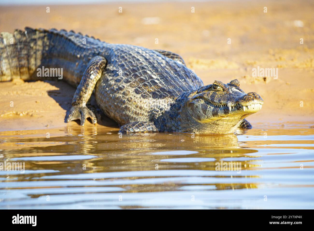 Brillenkaiman (Caiman crocodilius) Pantanal Brasilien Stockfoto