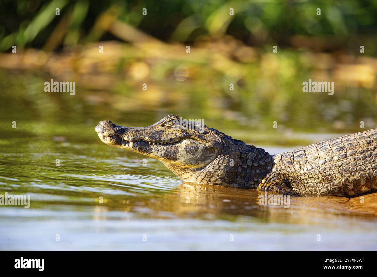 Brillenkaiman (Caiman crocodilius) Pantanal Brasilien Stockfoto