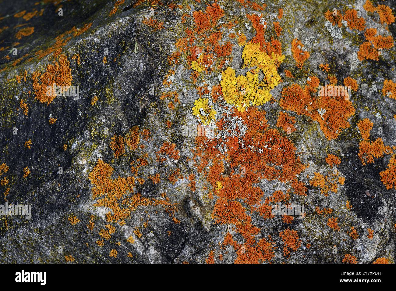 Stein mit orangefarbenen und gelben Flechten, Allgaeu, Bayern, Deutschland, Europa Stockfoto
