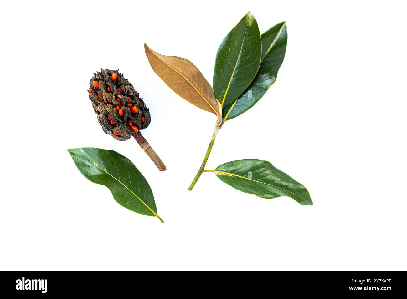 Früchte und Blätter der immergrünen Magnolie (Magnolia grandiflora) Stockfoto