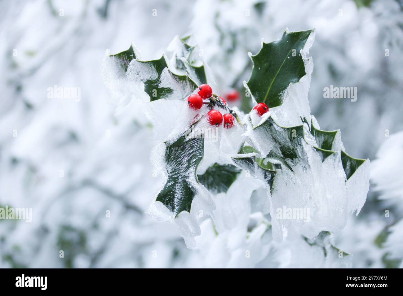 Stechpalme (Ilex aquifolium) mit Raureif Stockfoto
