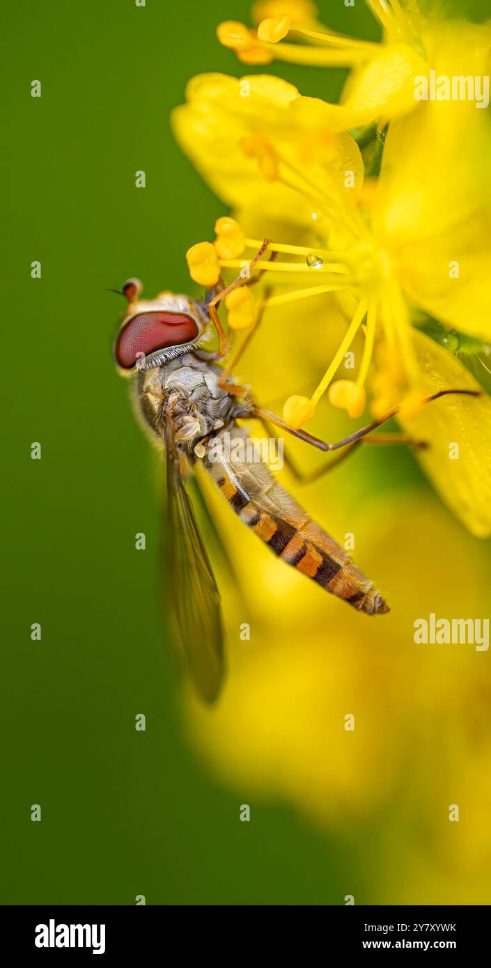 Ein winterschwebfliegen auf einer gewöhnlichen Goldrute, Bayern, Deutschland Stockfoto