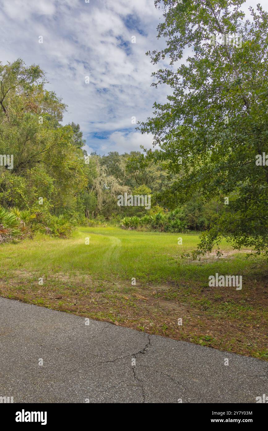 Der baumgesäumte Pfad mit blauem, bewölktem Himmel im New Tampa Nature Park Hillsboro County Tampa Bay Florida USA. Der von Bäumen gesäumte Pfad mit lebhaftem Herbstgras Stockfoto