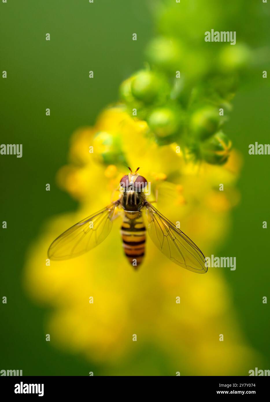 Ein winterschwebfliegen auf einer gewöhnlichen Goldrute, Bayern, Deutschland Stockfoto