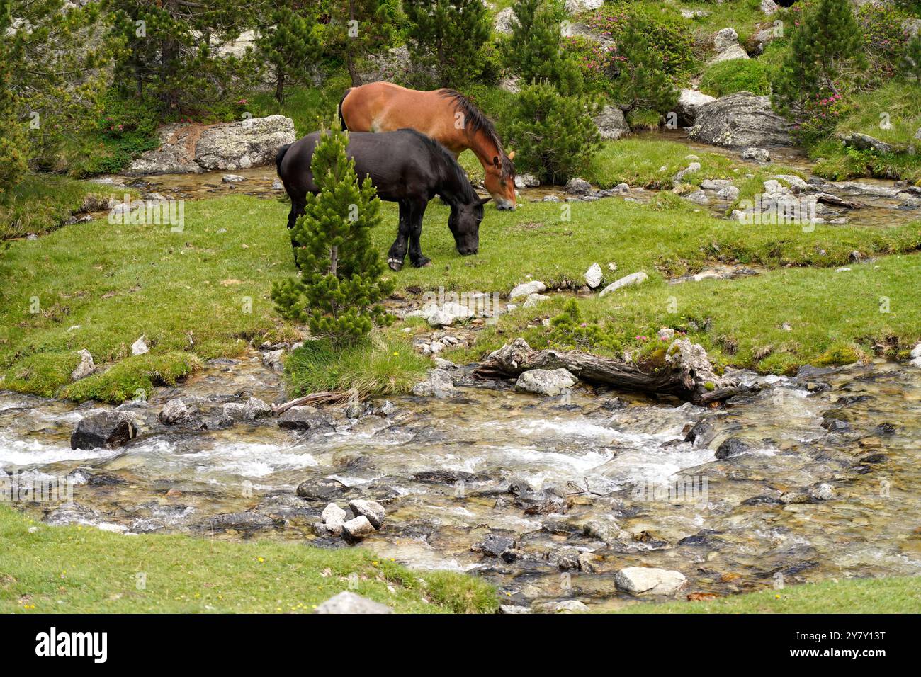 Pferde, die im Nationalpark Aigüestortes i Estany de Sant Maurici weiden, Katalonien, Spanien, Europa Stockfoto