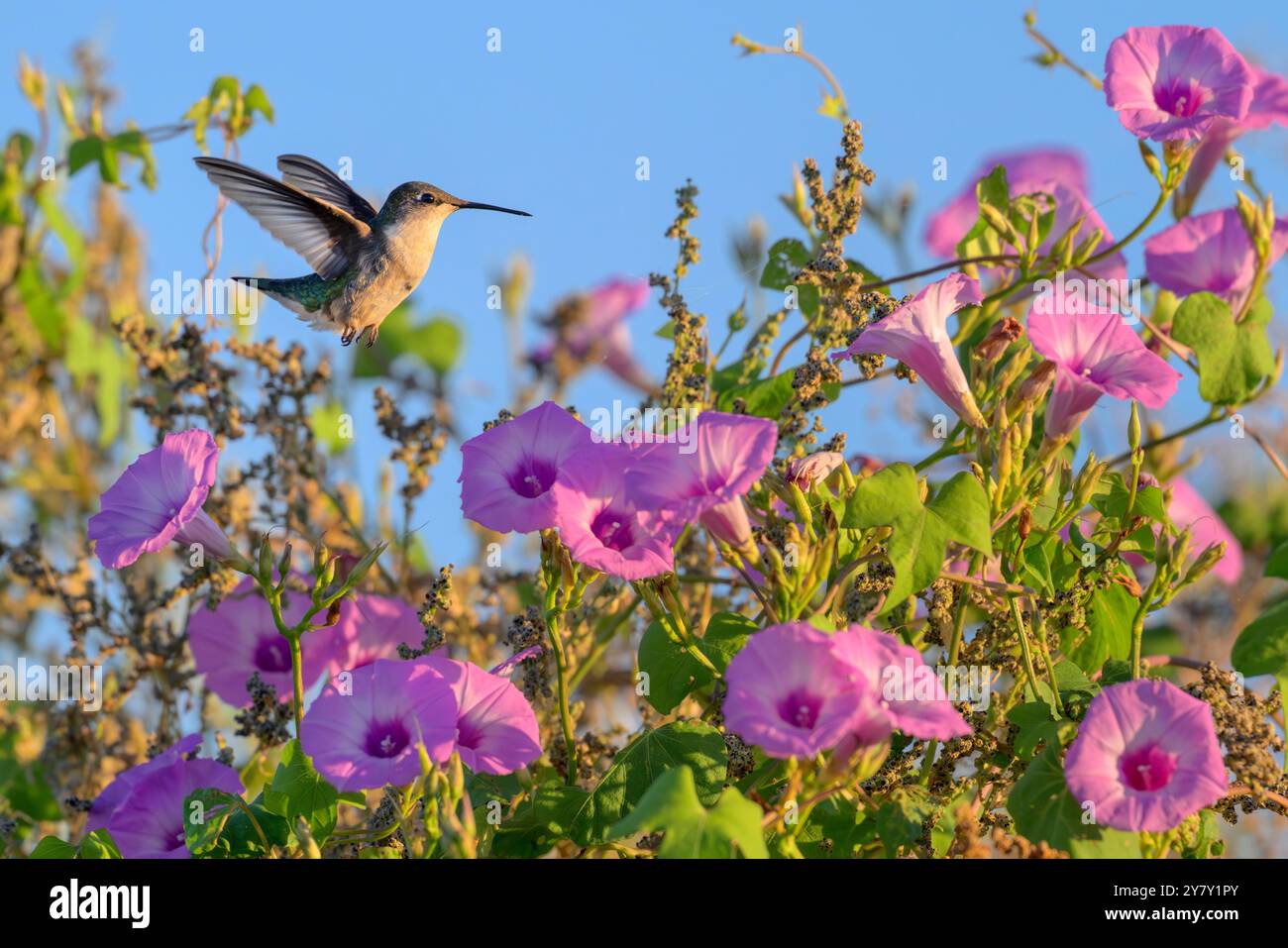 Ruby-throated kolibris (Archilochus colubris), der während der Migration zwischen den Tiebe-Morgenblumen (Ipomoea cordatotriloba) fliegt, Texas, USA Stockfoto