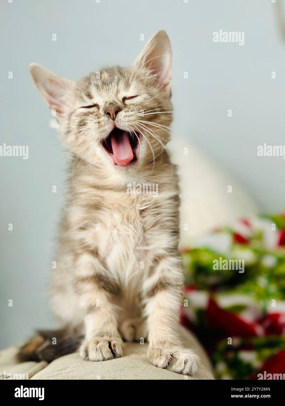 Baby Kätzchen Entzückend Süß - Smartphone-aufgenommenes Stockfoto