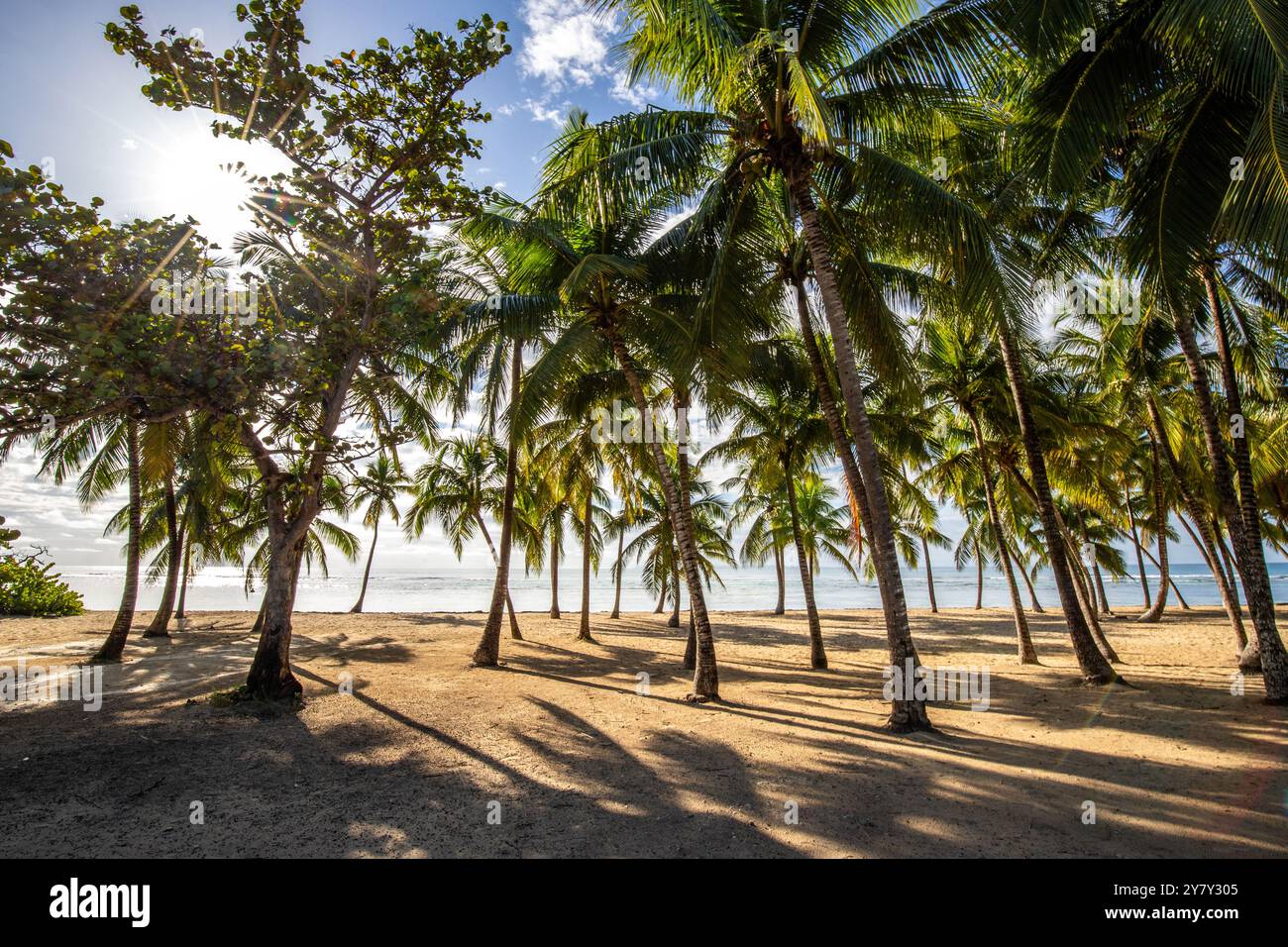 Plage de Bois Jolan, Sonnenaufgang am Strand, Sainte-Anne, Guadeloupe, Französische Antillen, Frankreich, Europa Stockfoto