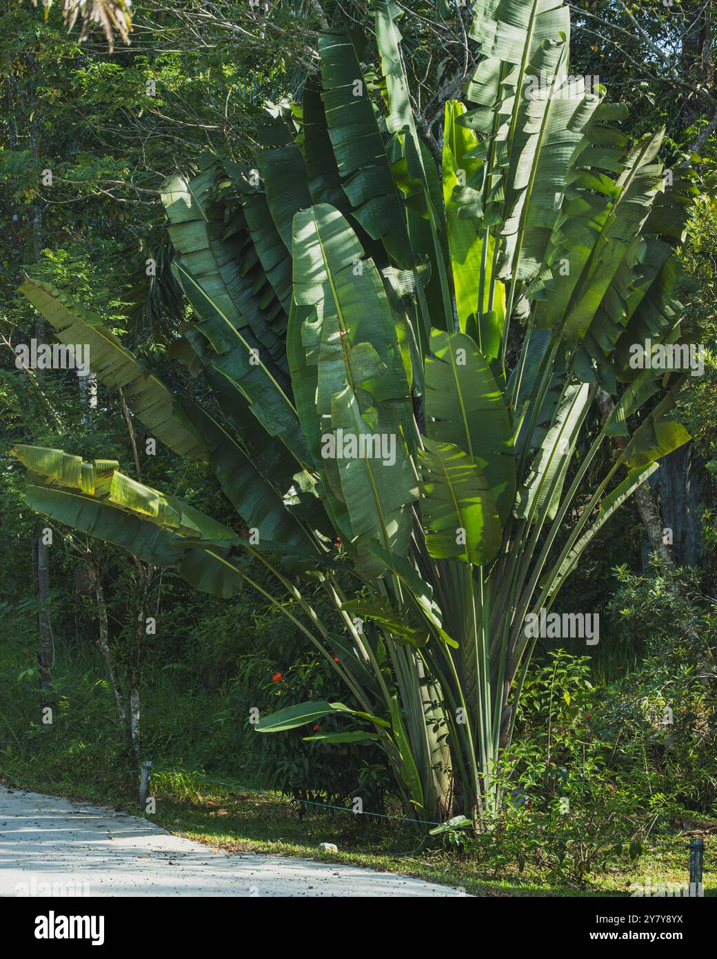 Eine Traveler's Palm Tree mit ihren großen, fächerförmigen Blättern und ihrer eleganten Silhouette. Der Baum steht hoch in üppigem Grün und schafft ein Gefühl von Stockfoto