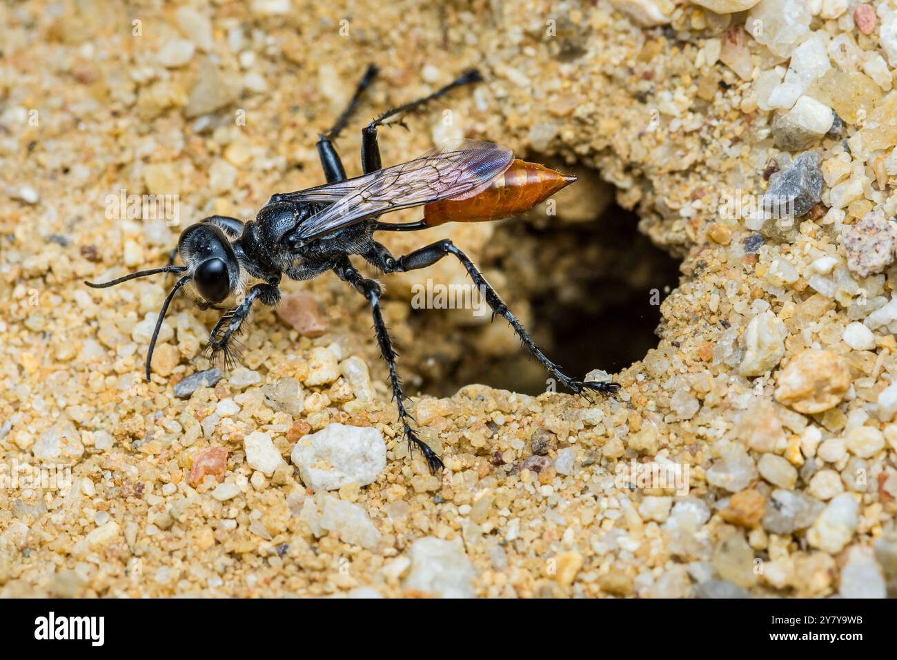 Schwarz-orange Wespe mit durchscheinenden Flügeln, die ein Loch im trockenen Boden erkunden. Stockfoto