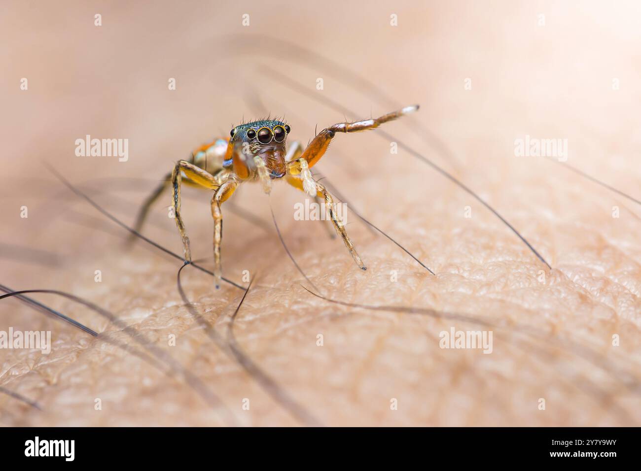 Die springende Spinne steht auf der menschlichen Haut, ihre markanten großen Augen und ihr behaarter Körper sind deutlich sichtbar. Stockfoto