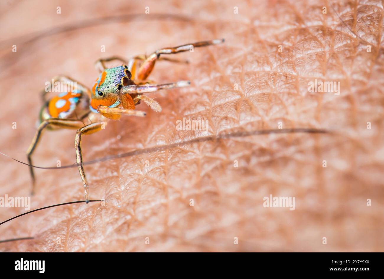 Farbenfrohe springende Spinne geht anmutig auf der menschlichen Haut und zeigt ihre komplexen Details und faszinierenden Augen in einer lebendigen Nahaufnahme. Perfekt für Stockfoto