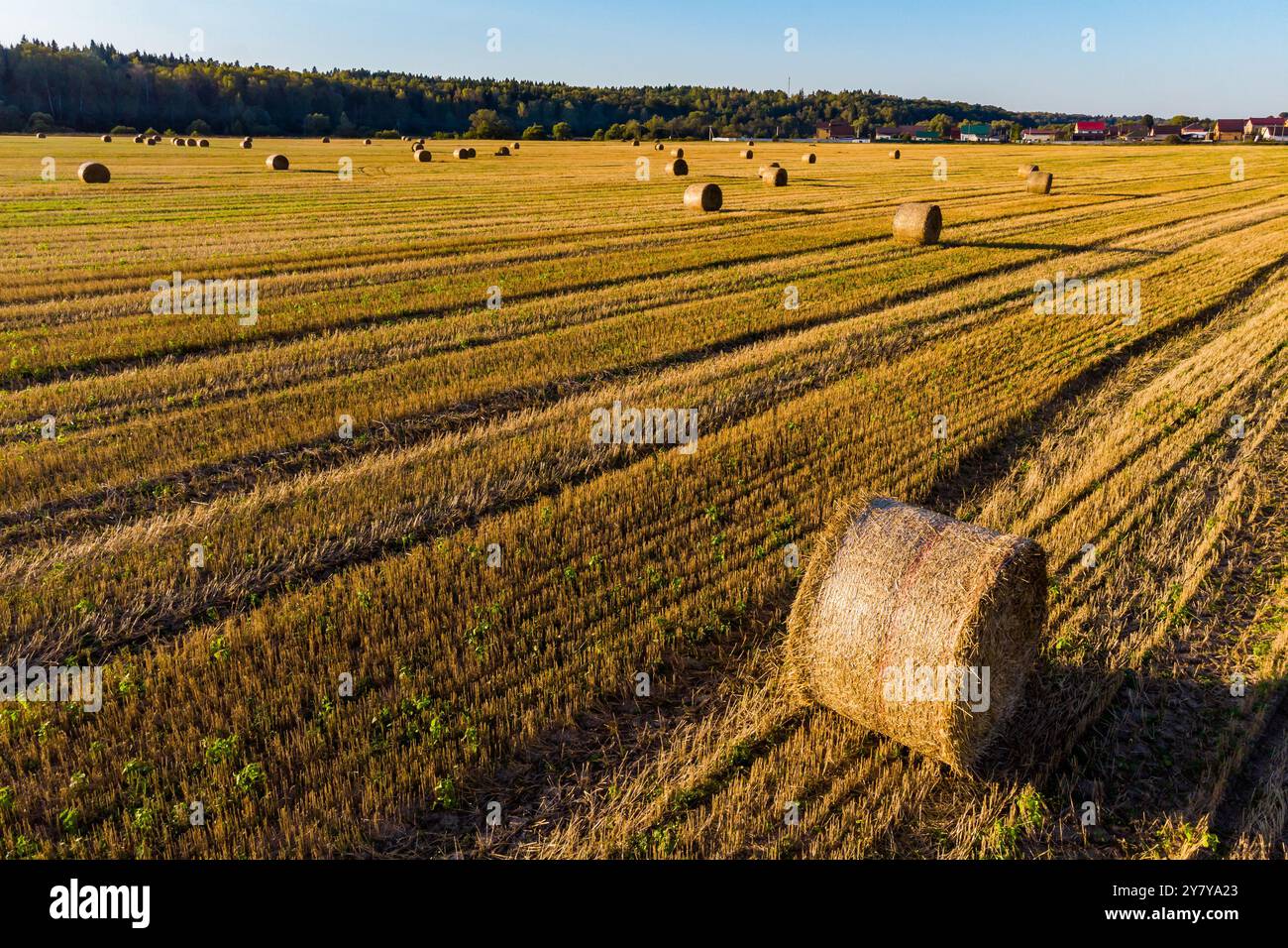 Weizen in runde Brötchen gewickelt auf einem großen Bauernfeld Stockfoto