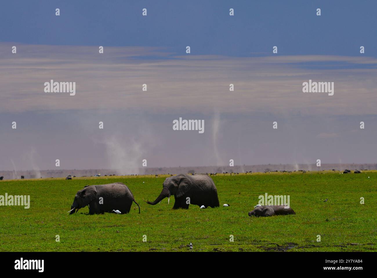 Afrikanische Elefanten Kenia Ostafrika Maasai Mara und Amboseli N.P. Stockfoto