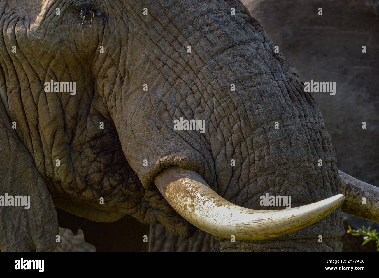 Afrikanische Elefanten Kenia Ostafrika Maasai Mara und Amboseli N.P. Stockfoto