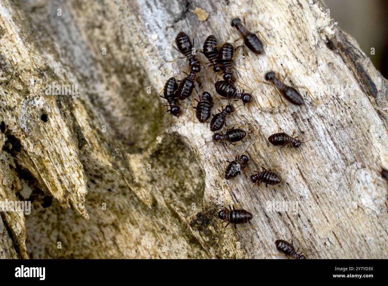 Termite, Termiten essen Holz wie ein Tier im Haus Stockfoto