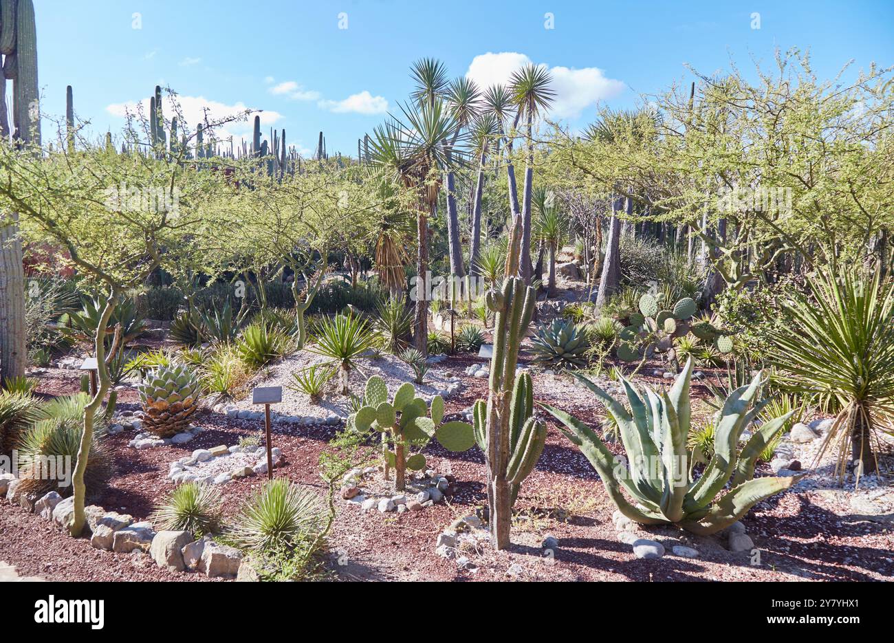 Das Biosphärenreservat Tehuacan-Cuicatlan enthält eine der höchsten Konzentrationen an Säulenkakteen der Welt. Stockfoto