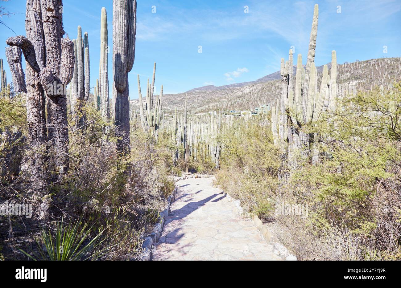 Das Biosphärenreservat Tehuacan-Cuicatlan enthält eine der höchsten Konzentrationen an Säulenkakteen der Welt. Stockfoto