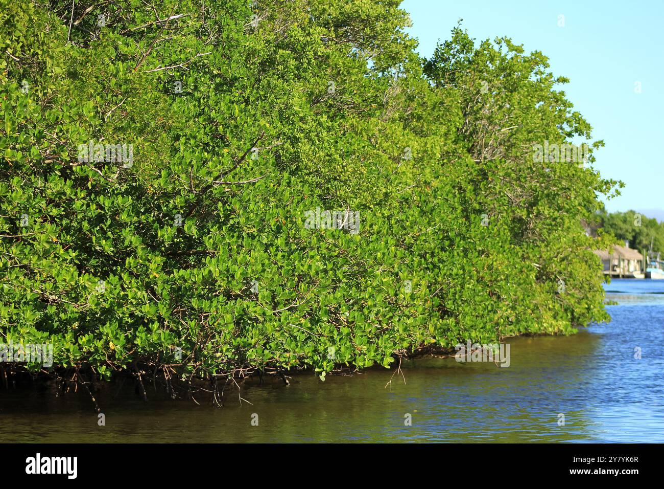 Blick auf Mangrovenbäume in den Everglades. Stockfoto