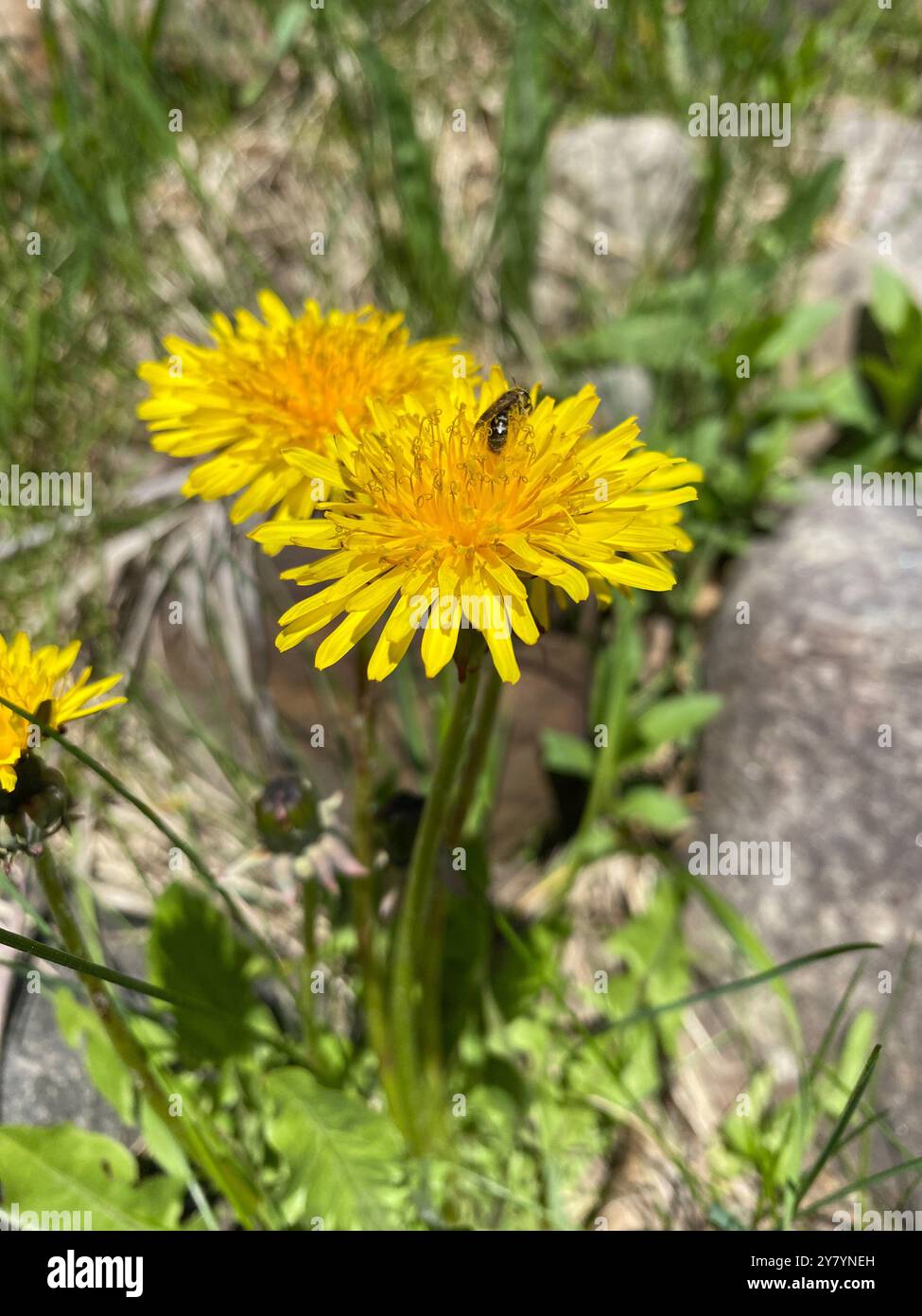 Wespen sammelt Pollen in einem Löwenzahn. Quebec, Kanada Stockfoto