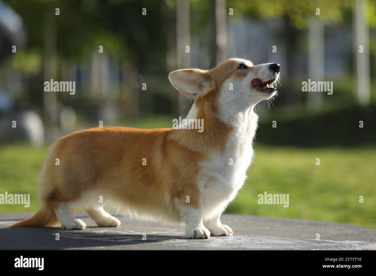 Der süße walisische Corgi pembroke spaziert im Sommerpark Stockfoto