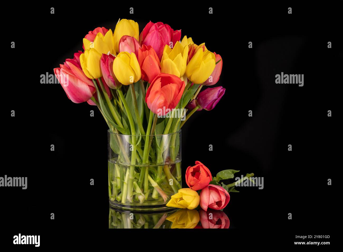Großer bunter Tulpenstrauß in großer Glasvase vor schwarzem Hintergrund Stockfoto