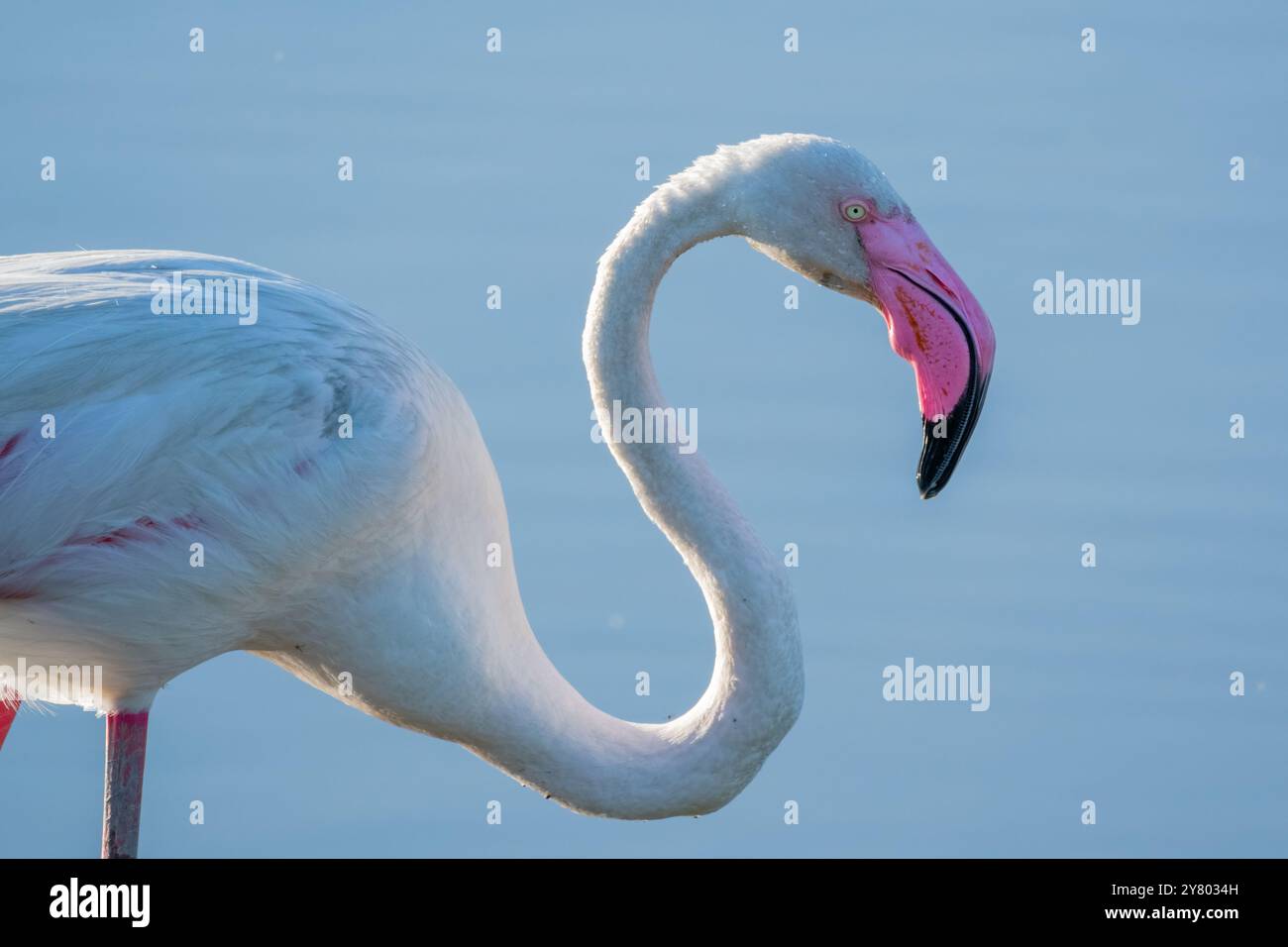 Flamingo, Phoenicopterus roseus, Ebro Delta, Katalonien, Spanien Stockfoto