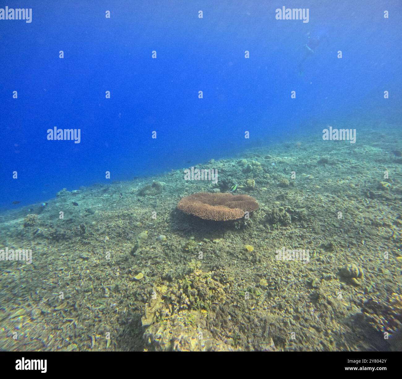 Einsame Acropora-Korallenkolonie, die zwischen toten Korallenschutt wächst, verursacht durch Dynamit-Fischerei, Togean-Inseln, Sulawesi, Indonesien Stockfoto