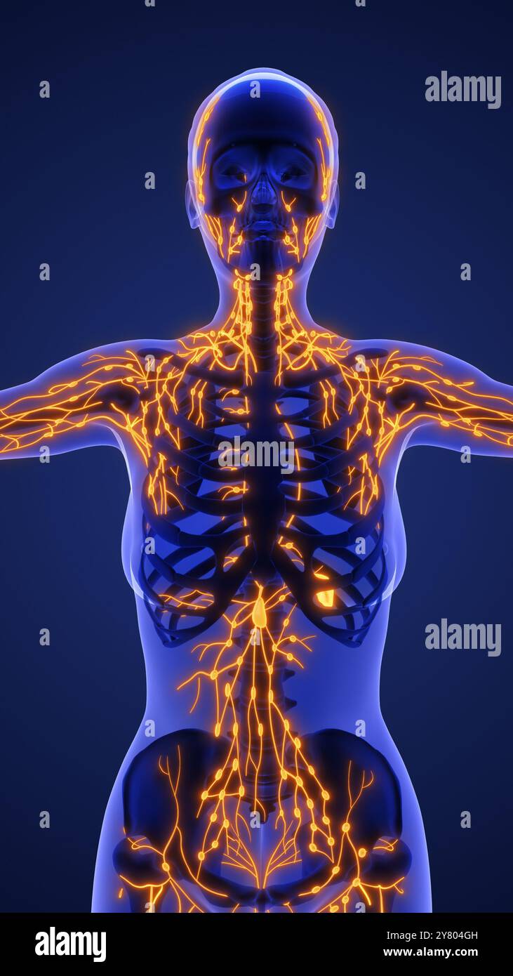 3D-Anatomie des menschlichen Lymphsystems Stockfoto