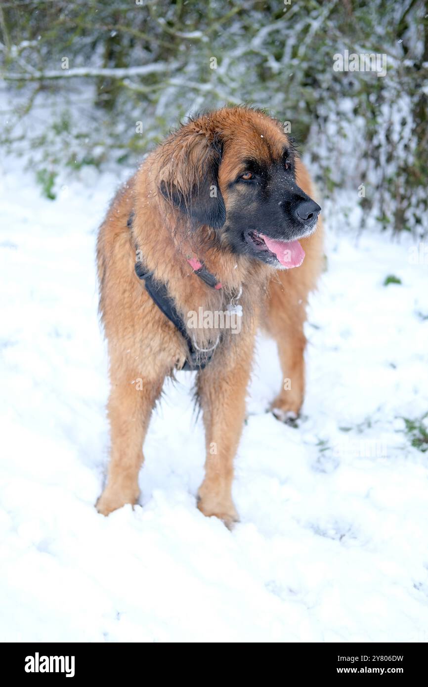 Erwachsener leonberger im Schnee Stockfoto
