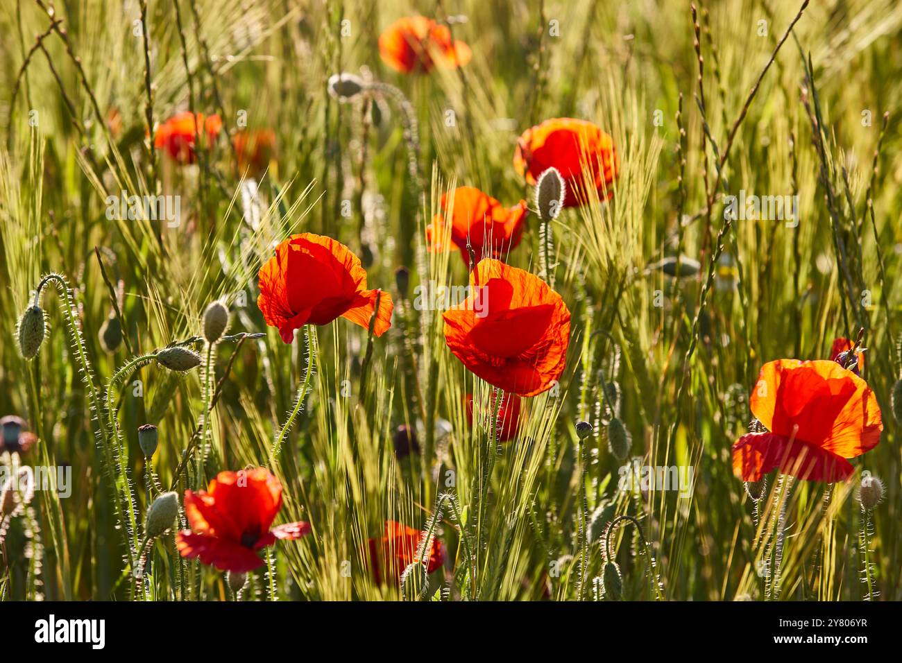 Mohnblumen bei Sonnenuntergang. Zarte, lebendige Wildblumen. Sommer Stockfoto