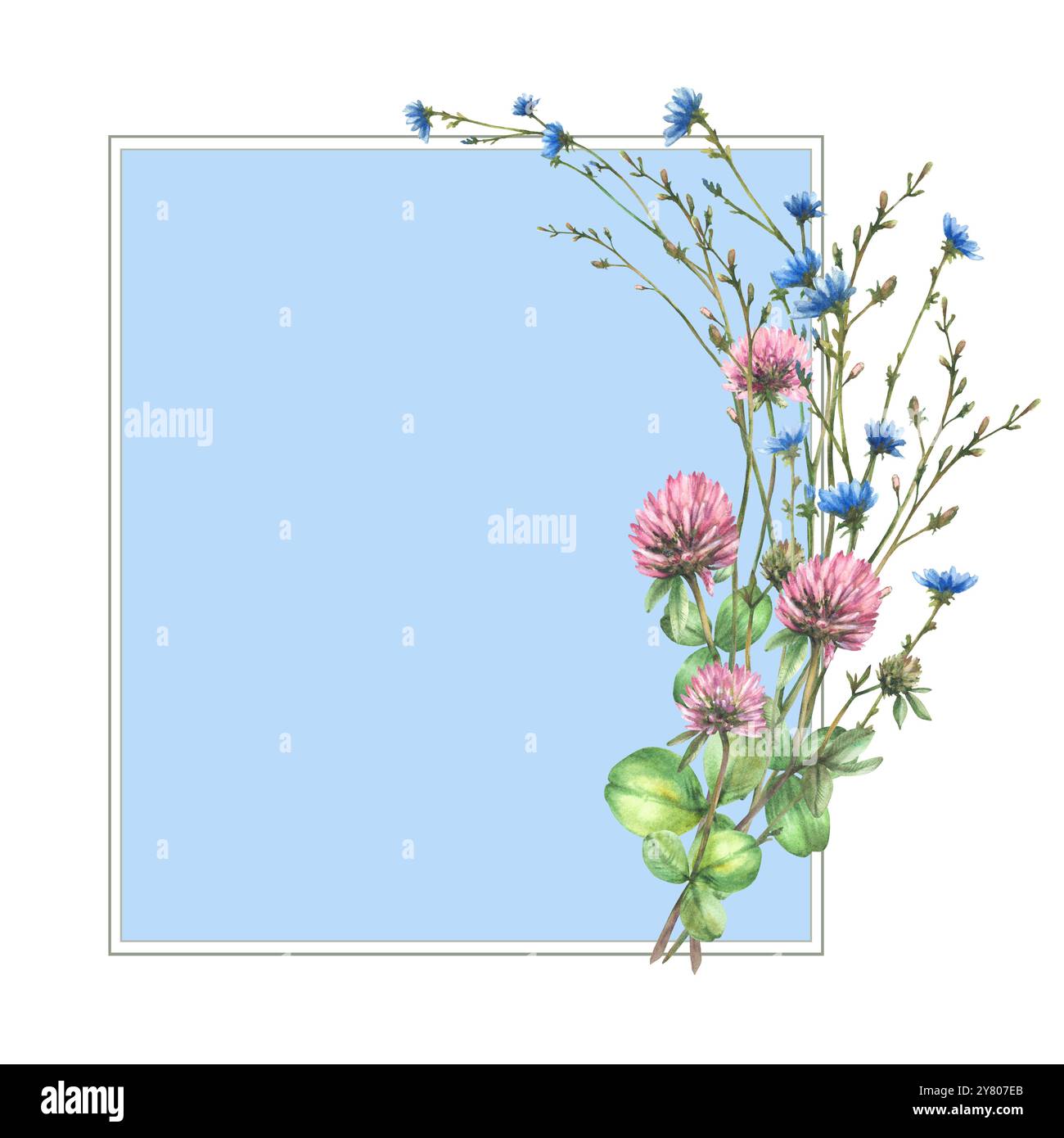 Wildblumen-Clipart. Rosafarbenes Klee, blaue Zichorienblüten, Knospen, wilde Kräuter auf der Wiese. Kartenschablone auf farbigem Hintergrund. Ein Haufen Sommernatur Stockfoto