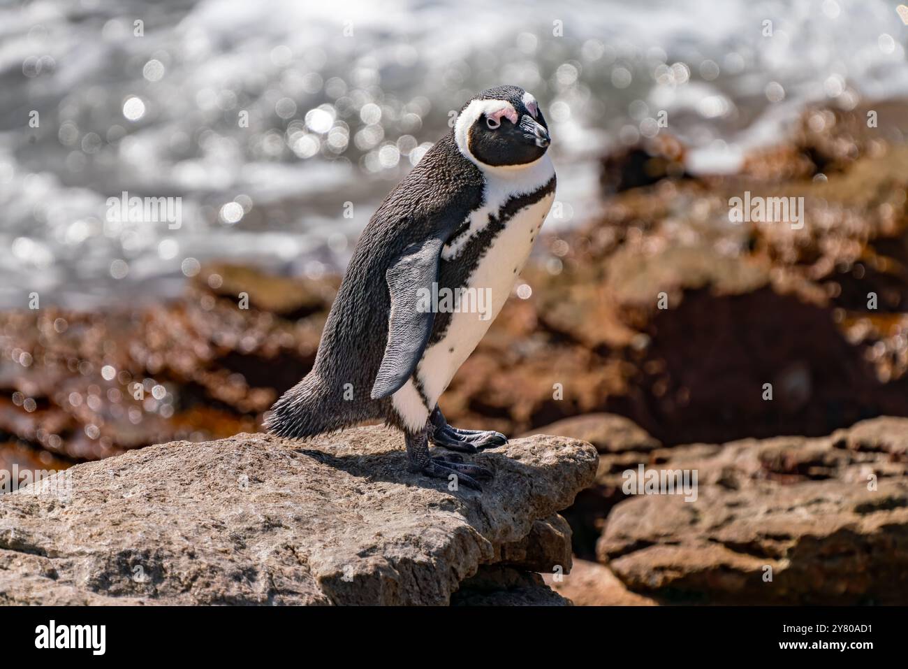 Afrikanischer Pinguin oder Eselpinguin oder Spheniscus demersus oder Kappinguin in der Kolonie Boulders Beach in Simons Town, Südafrika Stockfoto