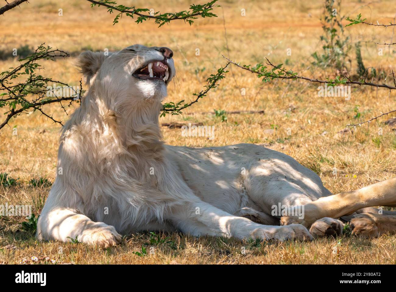 Nahaufnahme der Kiefer eines brüllenden weißen Löwen im Kruger-Nationalpark, Südafrika Stockfoto