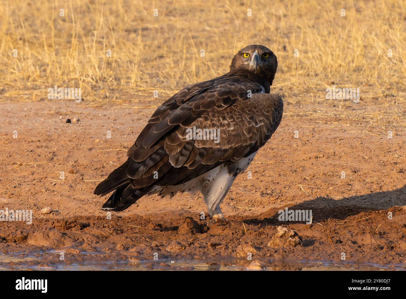 Kriegsadler, Polemaetus bellicosus, im Kgalagadi Transfrontier Park, Südafrika Stockfoto