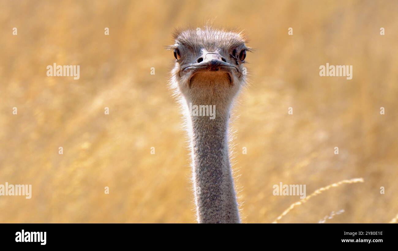 Nahaufnahme eines südafrikanischen Straußes, Struthio camelus australis oder Schwarzhalsstraußes oder Cape Straußes oder Südstrauß in Kgalagadi Transfront Stockfoto