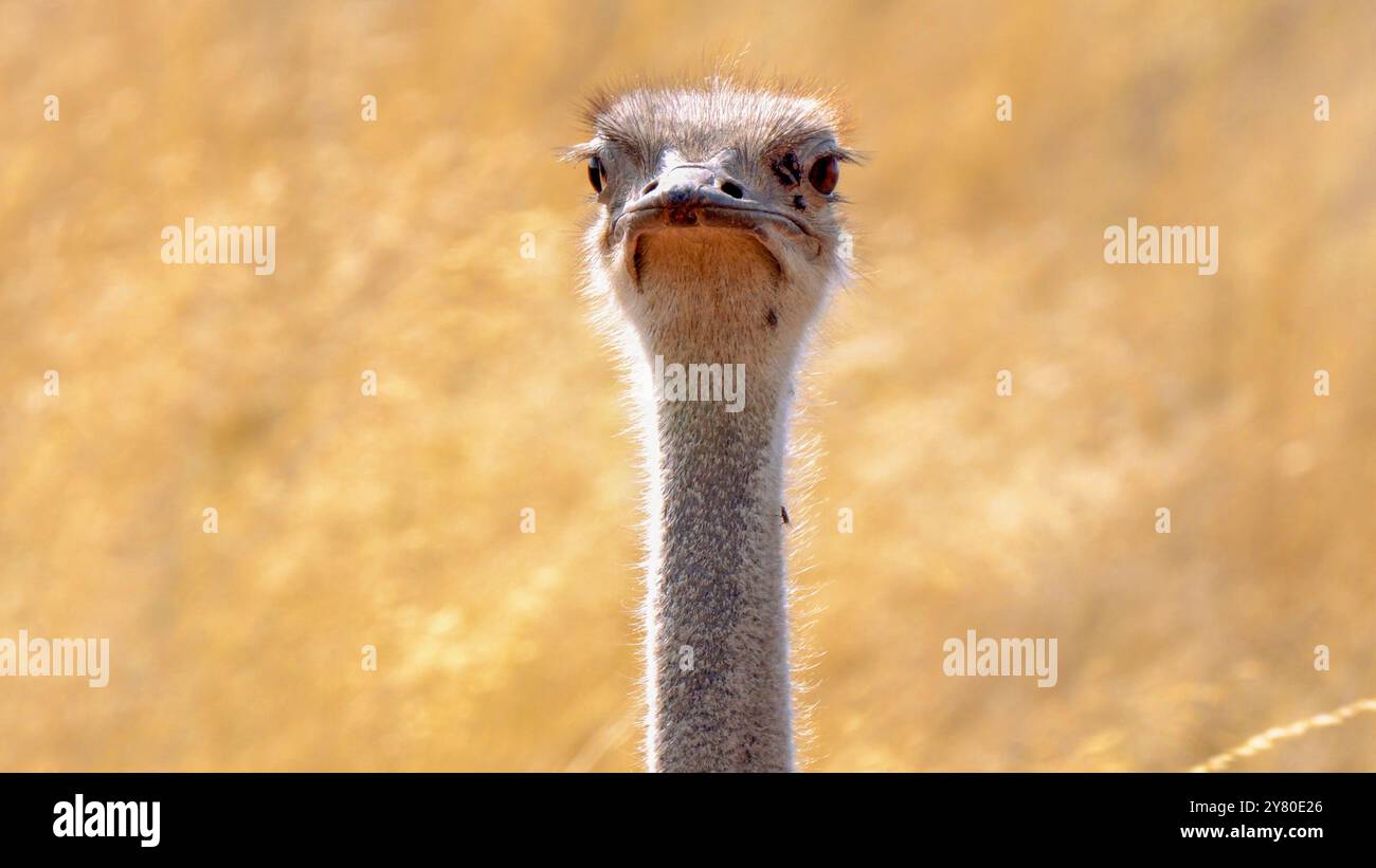 Nahaufnahme eines südafrikanischen Straußes, Struthio camelus australis oder Schwarzhalsstraußes oder Cape Straußes oder Südstrauß in Kgalagadi Transfront Stockfoto