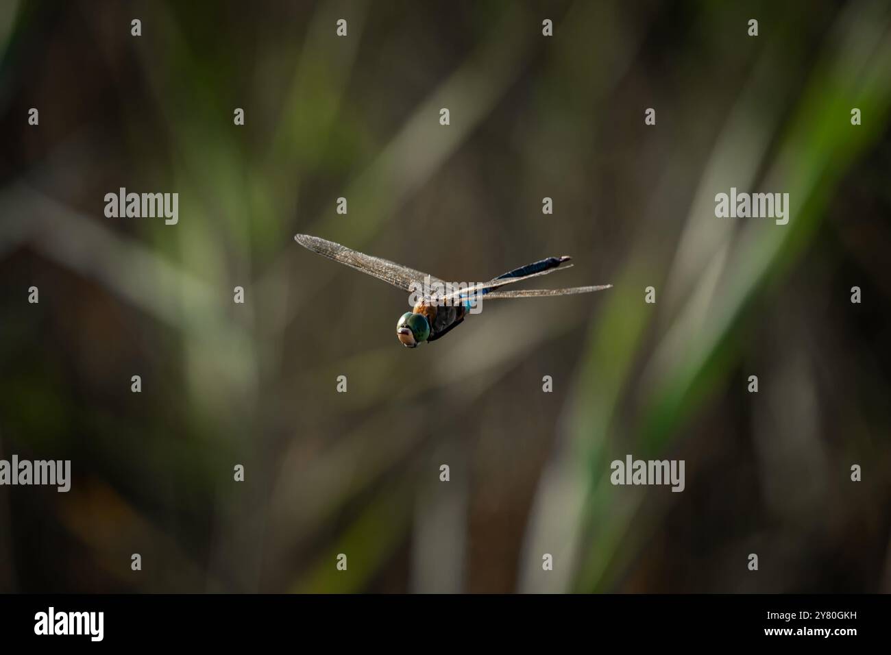 die libelle fliegt zwischen den Feuchtgebieten Stockfoto