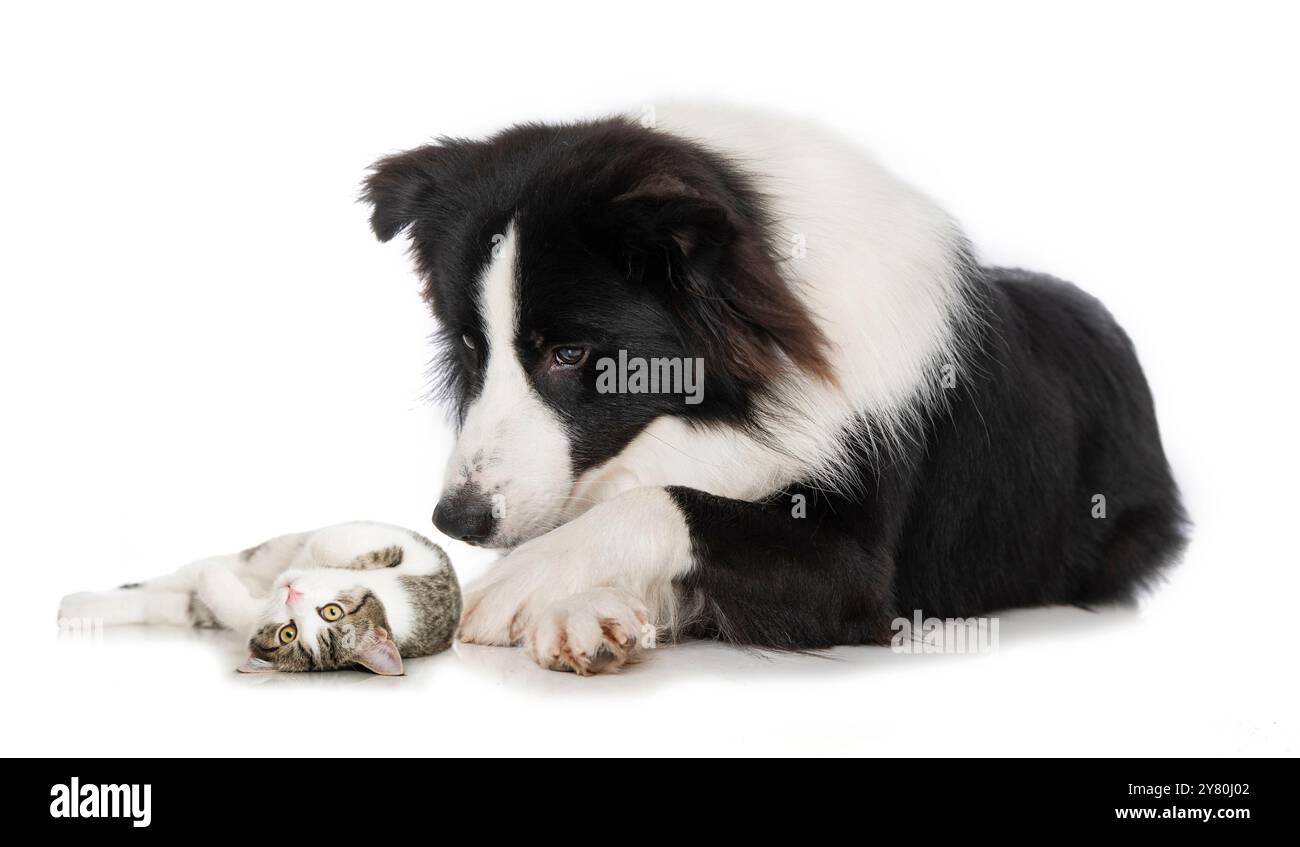 Junger Border Collie Hund mit einer jungen Katze isoliert auf weißem Hintergrund Stockfoto
