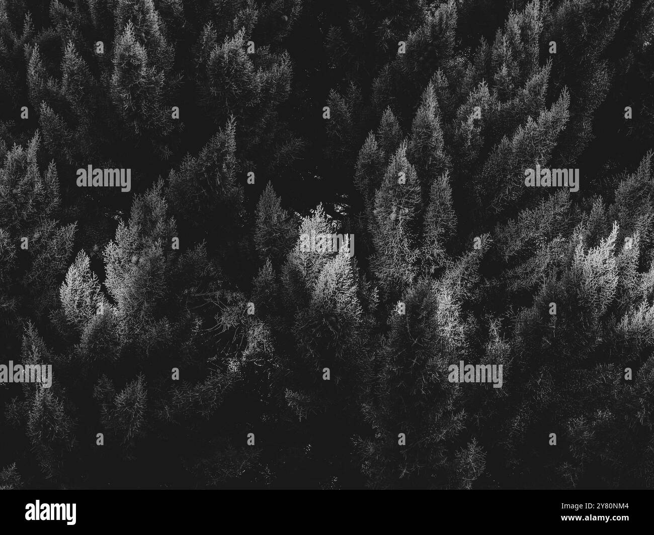 Beleuchtete Spitzen von immergrünen Baumzweigen während Sonnenuntergang Stockfoto